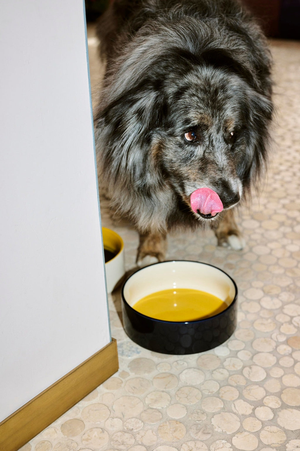 HAY Dogs Bowl HAY