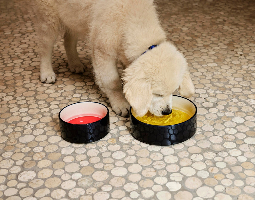 HAY Dogs Bowl HAY