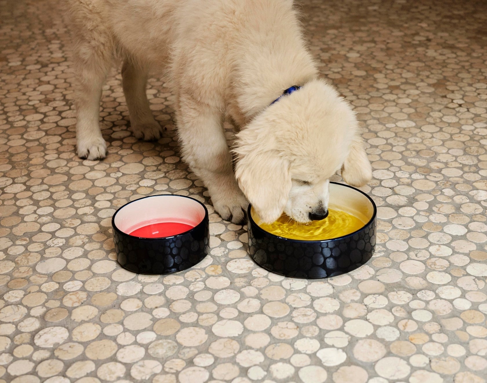 HAY Dogs Bowl HAY