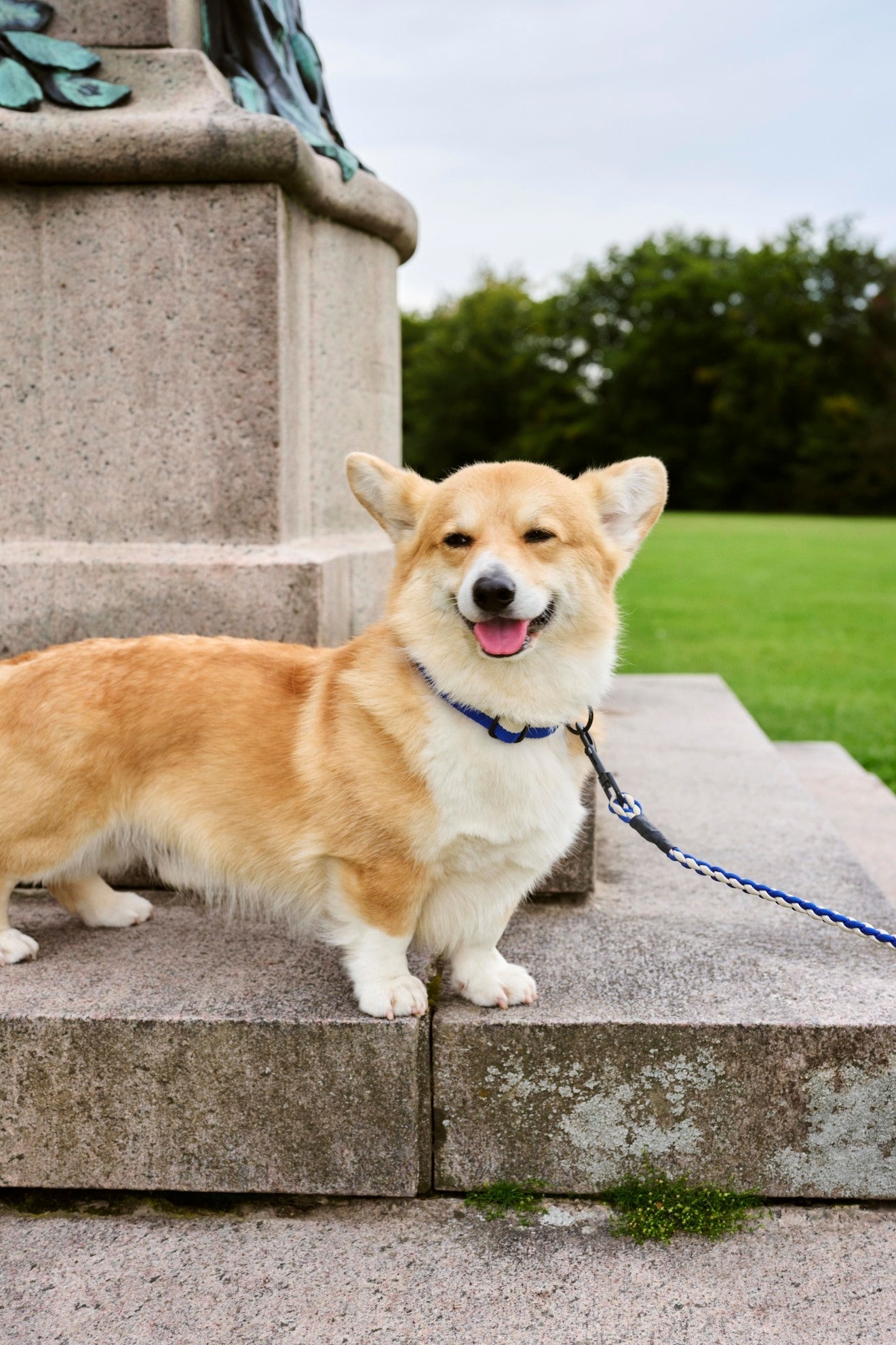 HAY Dogs Collar Flat HAY