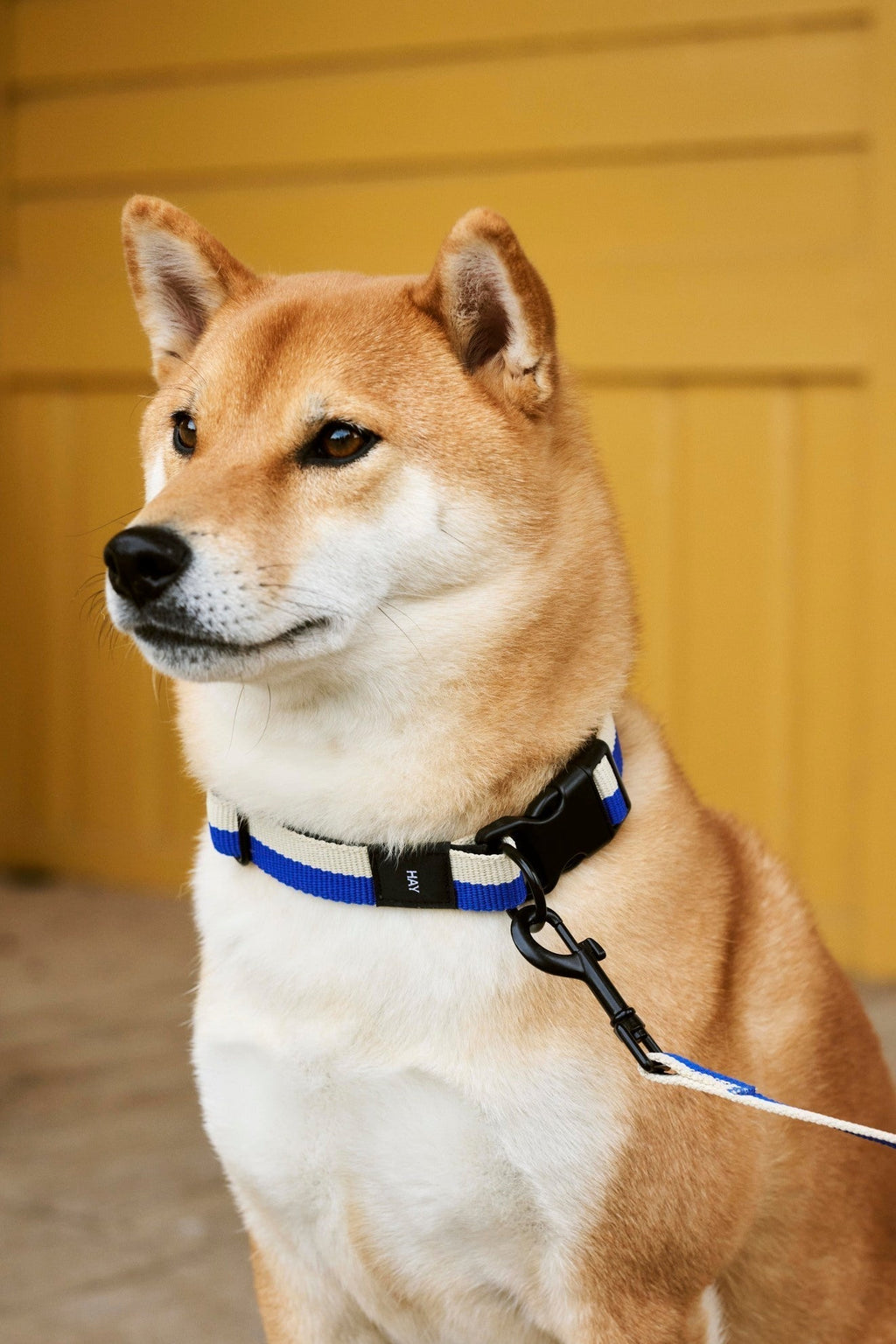 HAY Dogs Leash HAY
