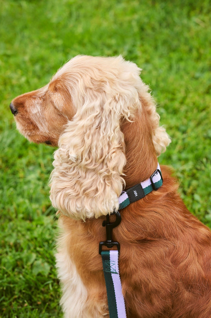 HAY Dogs Collar Flat HAY