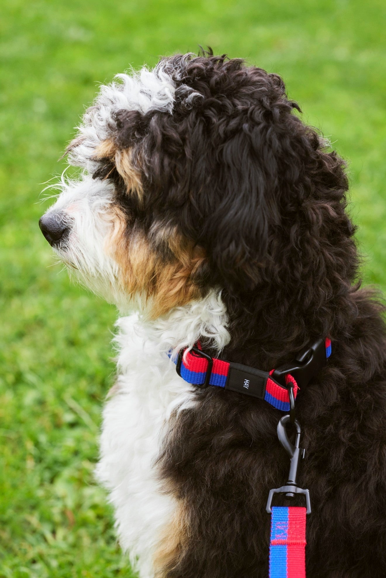 HAY Dogs Collar Flat HAY