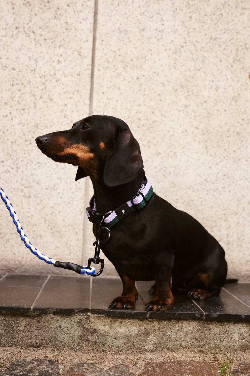 HAY Dogs Collar Flat HAY