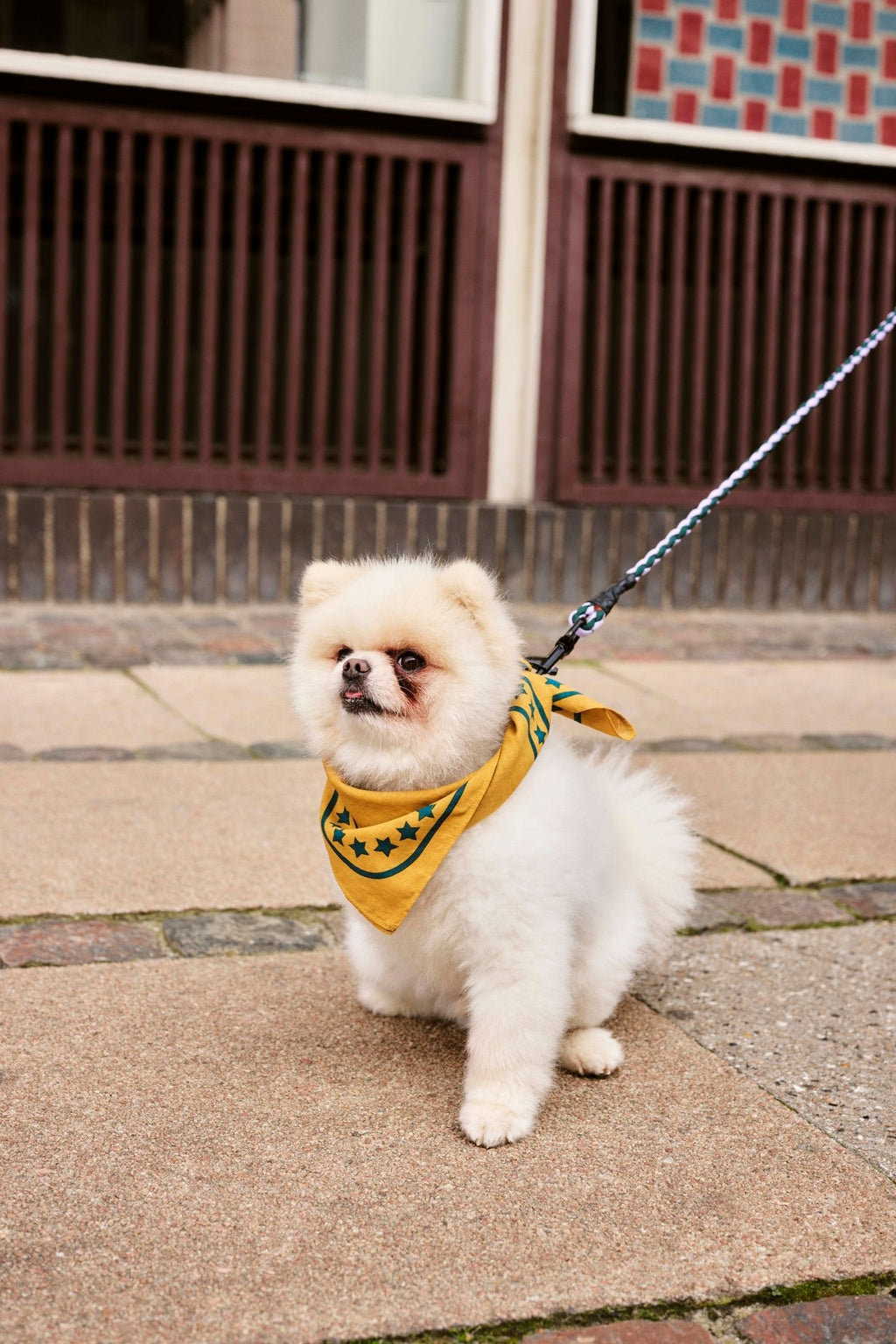 HAY Dogs Scarf HAY