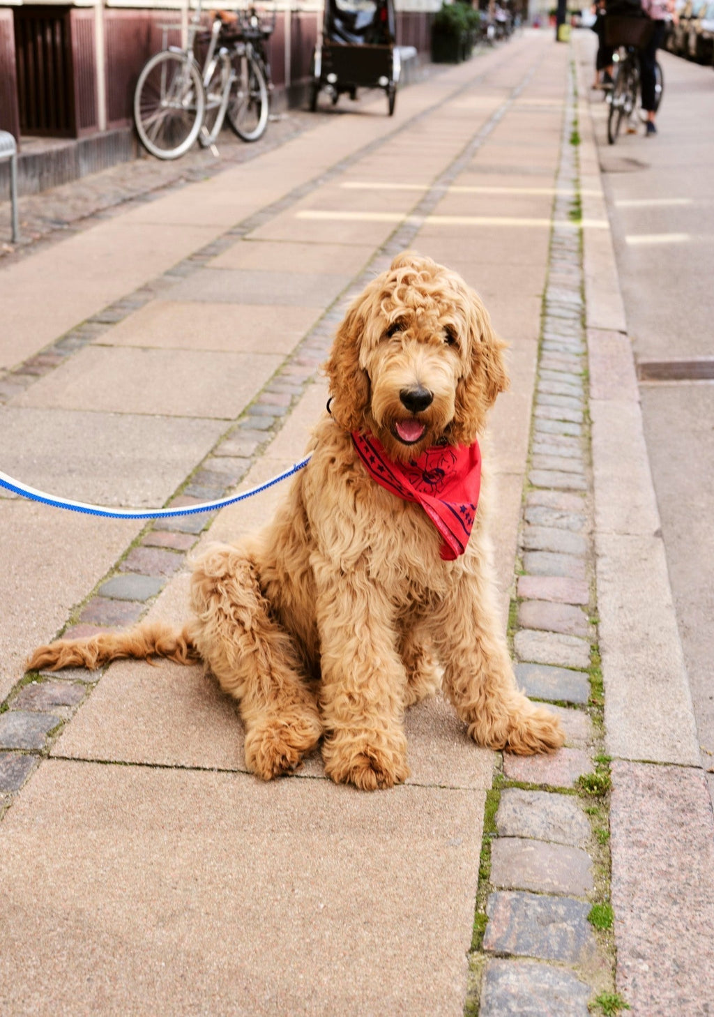 HAY Dogs Leash HAY