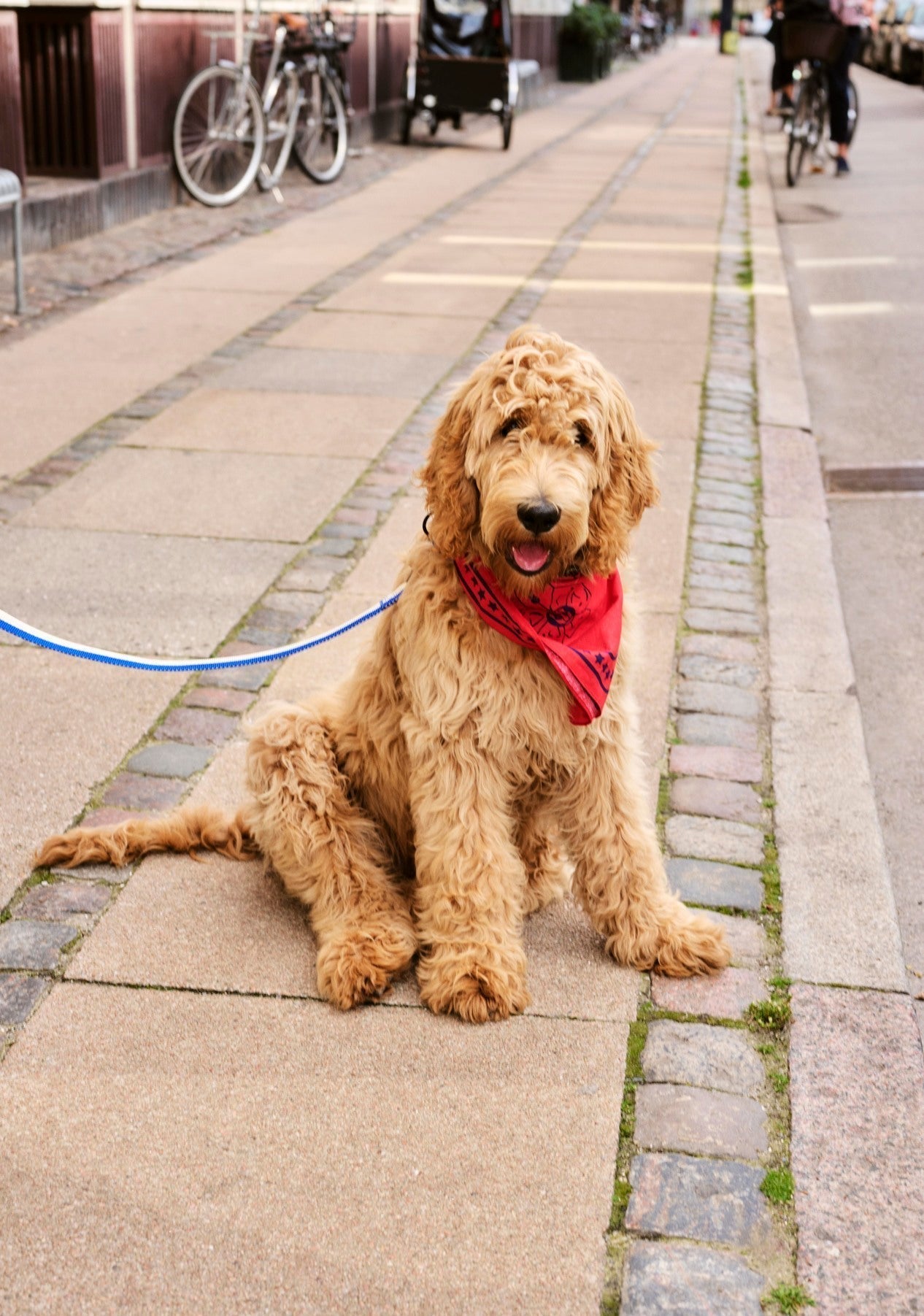 HAY Dogs Leash HAY