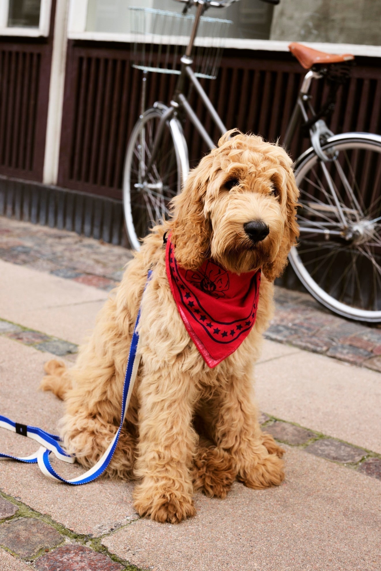 HAY Dogs Scarf HAY
