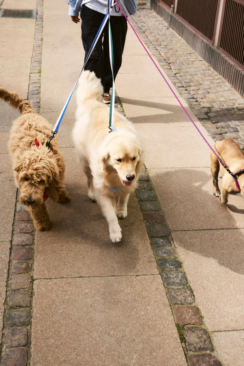 HAY Dogs Leash HAY