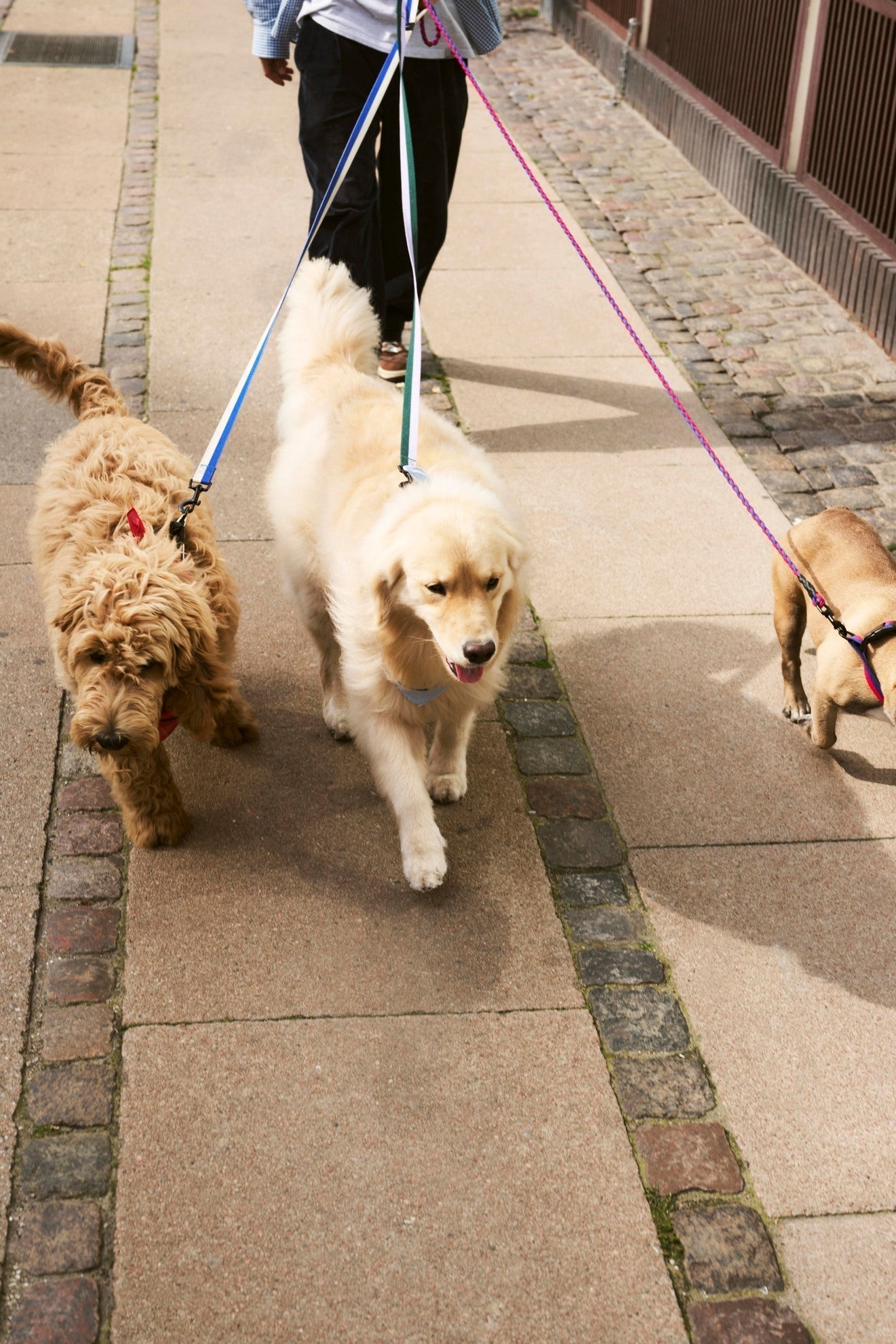 HAY Dogs Leash HAY