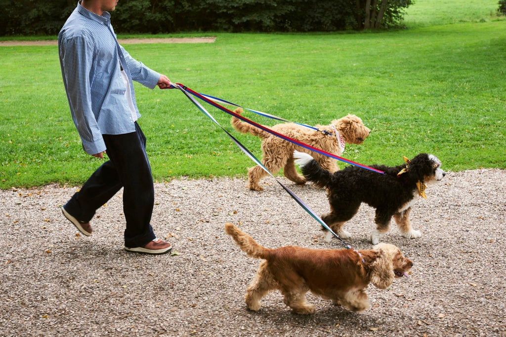 HAY Dogs Leash HAY