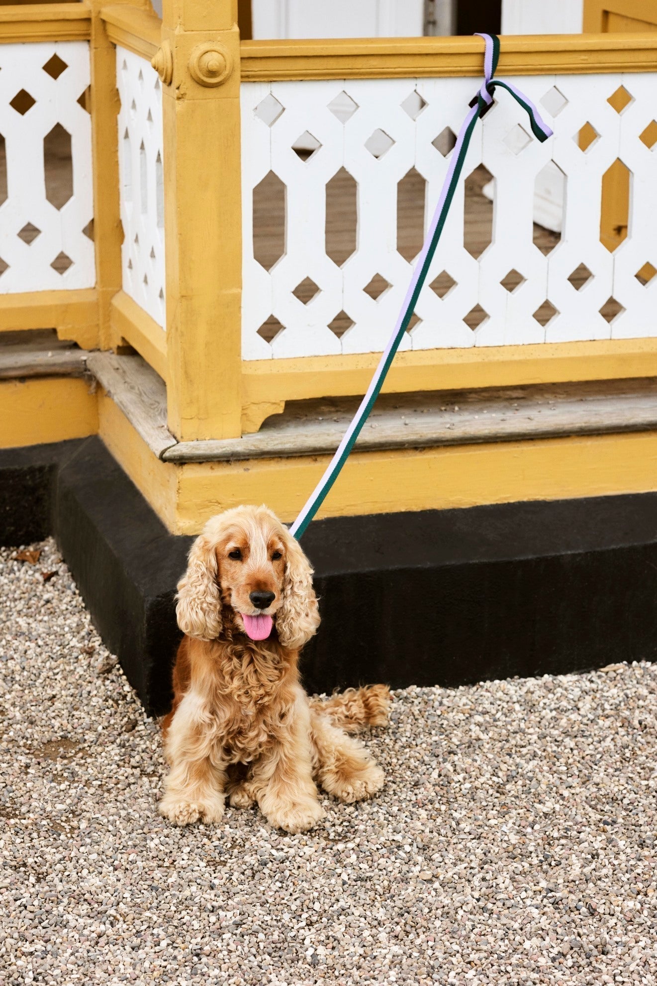 HAY Dogs Leash HAY