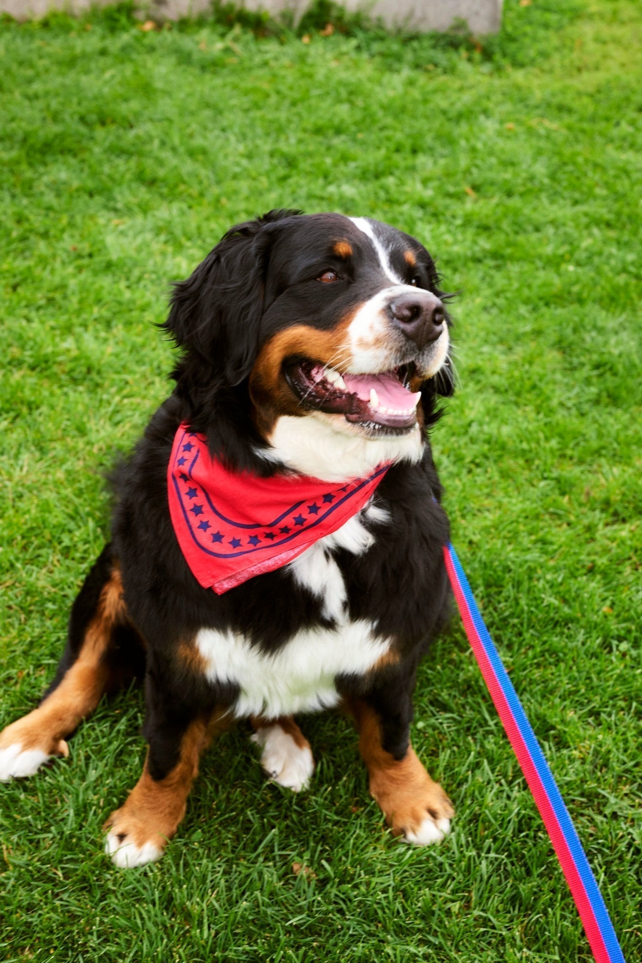 HAY Dogs Scarf HAY