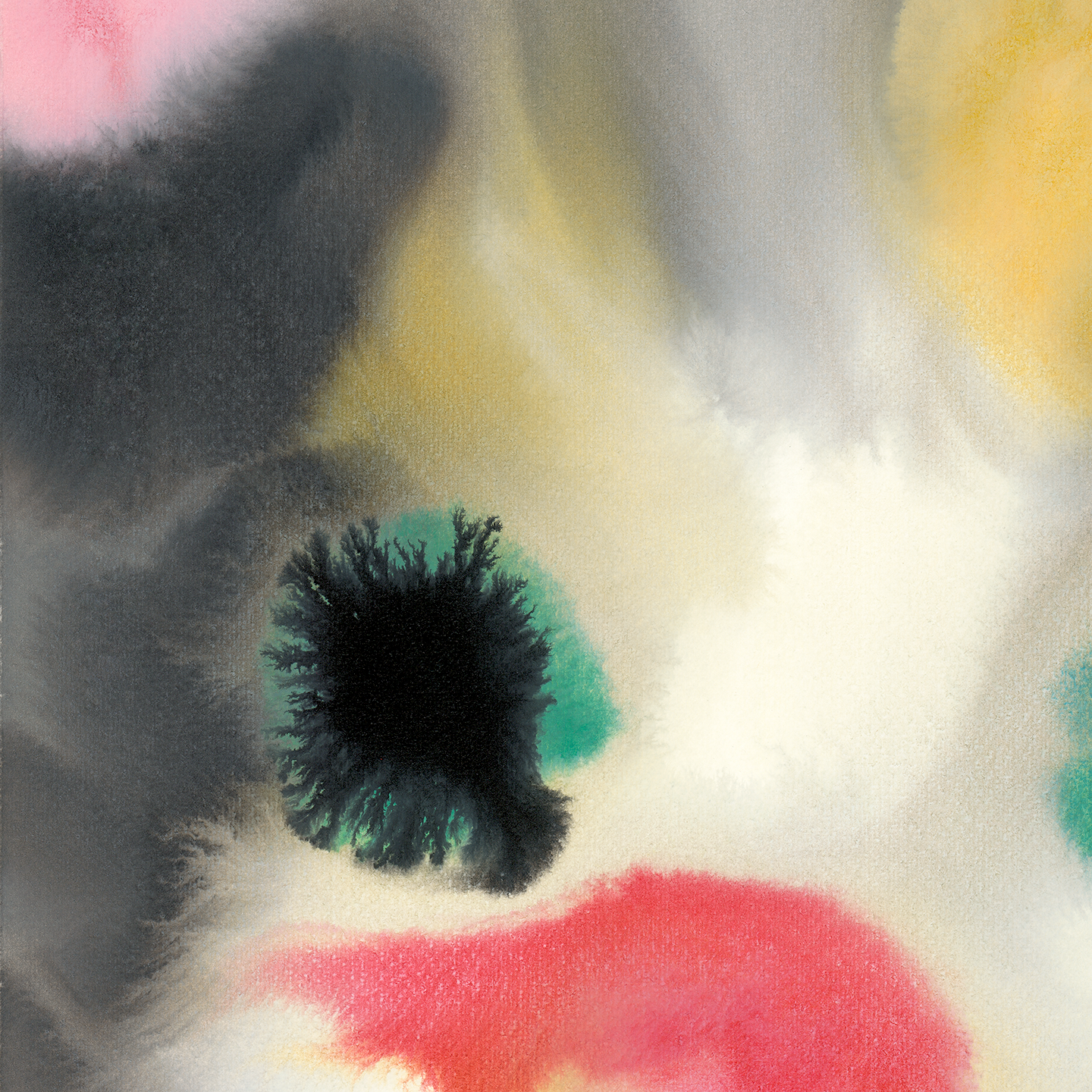Cat – Edition