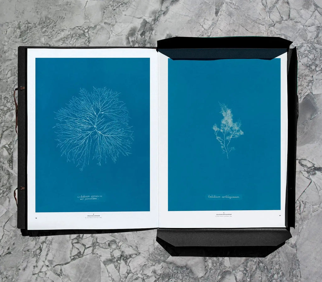 Plethora Magazine No. 12 