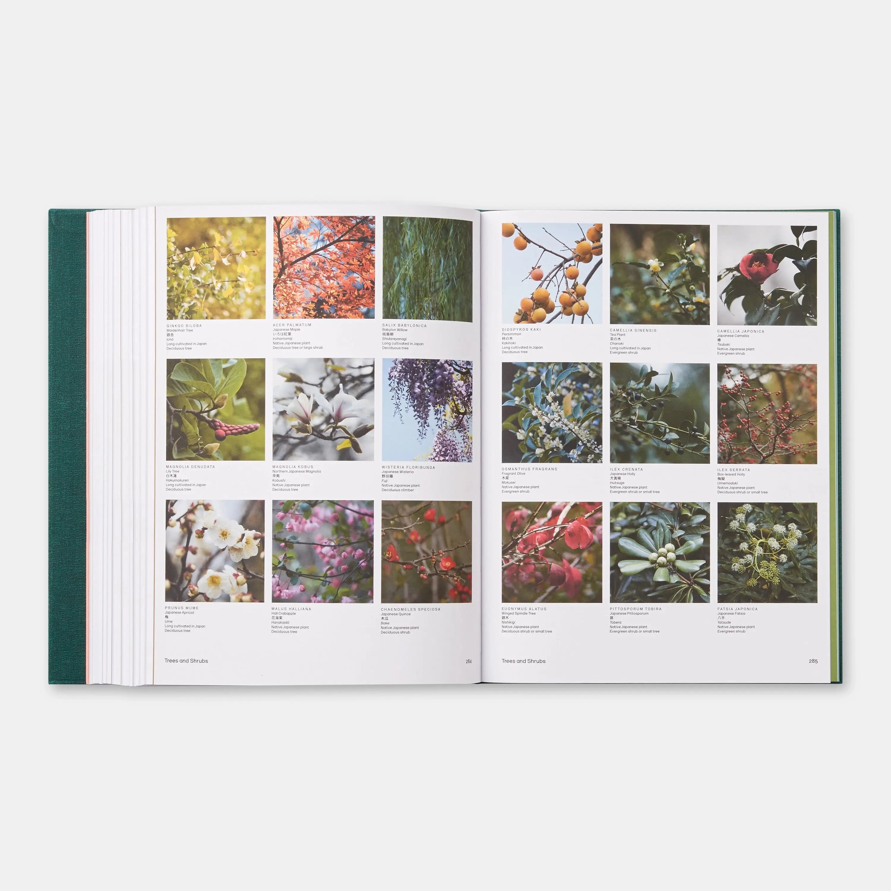 Phaidon The Japanese Garden 