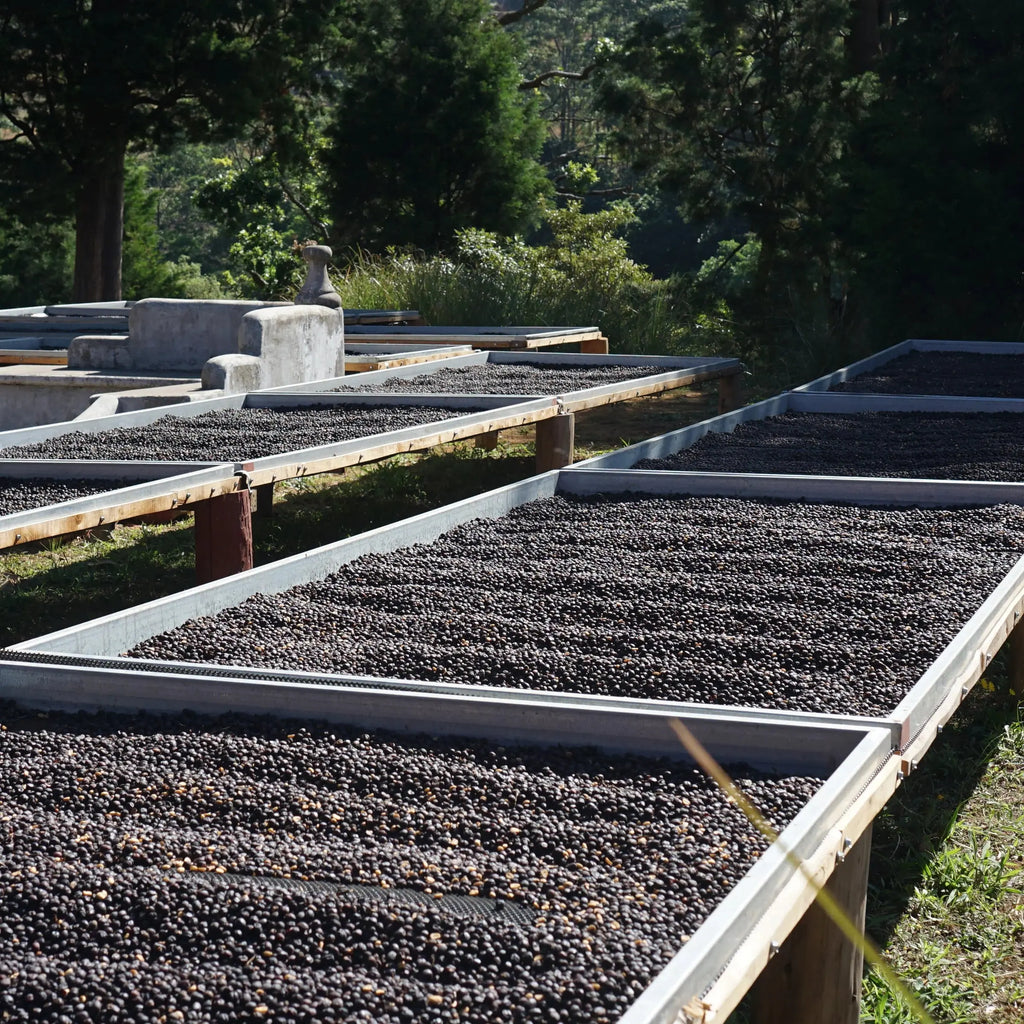 Volcan Azul - Costa Rica - Natural SL28 April Coffee Roasters