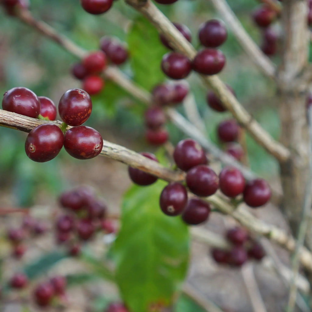 Volcan Azul - Costa Rica - Natural SL28 April Coffee Roasters