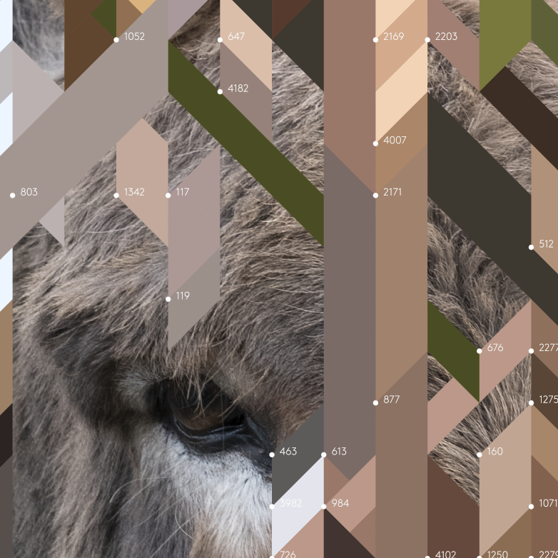 The Donkey – Edition